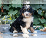 Puppy Myles Bernedoodle (Miniature)