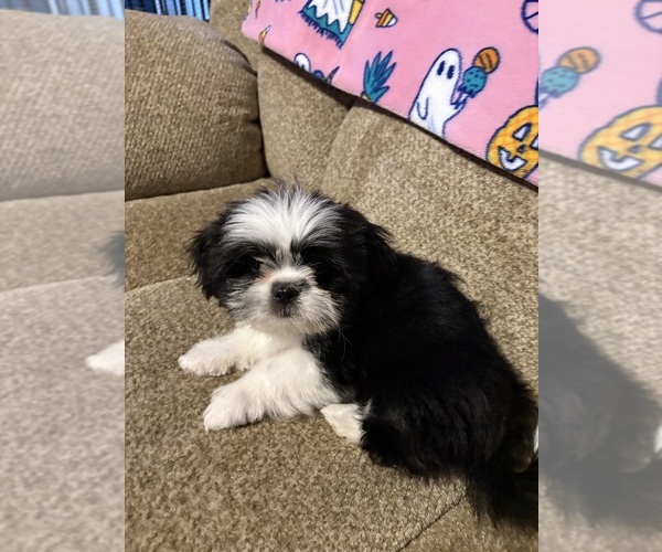 Medium Photo #1 Shih Tzu Puppy For Sale in POTEAU, OK, USA