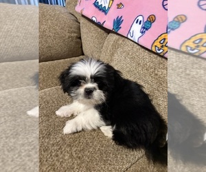 Shih Tzu Puppy for sale in POTEAU, OK, USA
