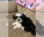 Small Shih Tzu