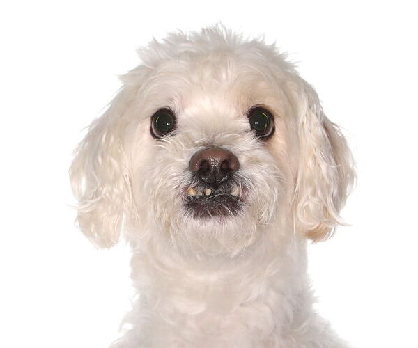 Medium Photo #1 Havanese Puppy For Sale in Oakland Park, FL, USA