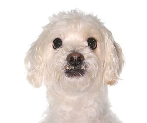Havanese Dogs for adoption in Oakland Park, FL, USA