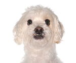 Small Havanese
