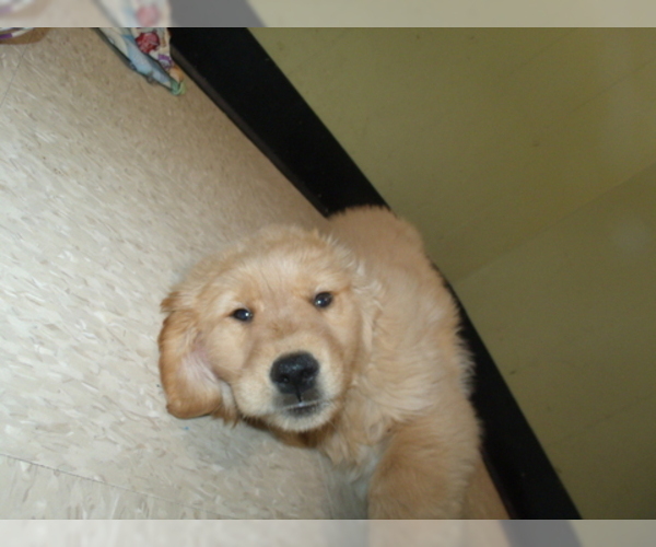 Medium Photo #4 Golden Retriever Puppy For Sale in PATERSON, NJ, USA