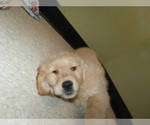 Small Photo #4 Golden Retriever Puppy For Sale in PATERSON, NJ, USA