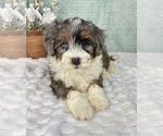 Small #4 Bernedoodle (Miniature)