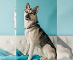 Small #1 German Shepherd Dog