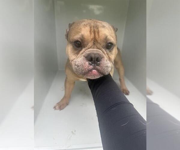 Medium Photo #1 French Bulldog Puppy For Sale in Houston, TX, USA