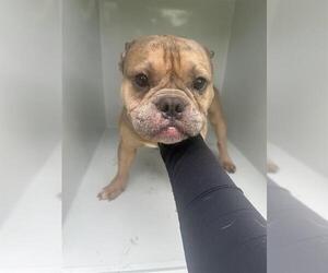 French Bulldog Dogs for adoption in Houston, TX, USA