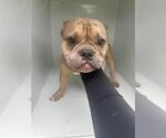 Small French Bulldog