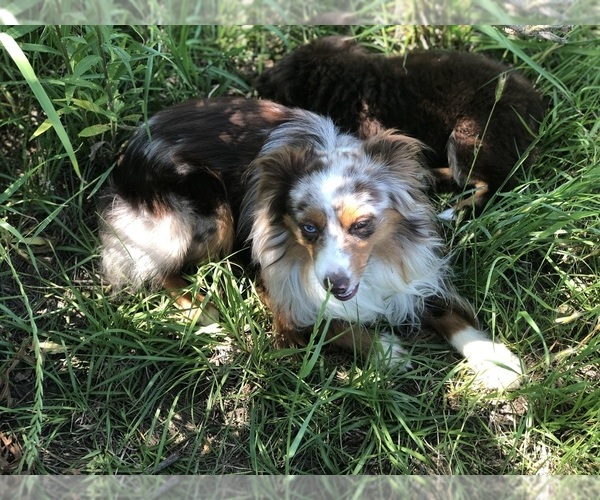 Medium Photo #1 Australian Shepherd Puppy For Sale in GLUCKSTADT, MS, USA