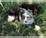 Small Photo #1 Australian Shepherd Puppy For Sale in GLUCKSTADT, MS, USA