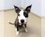Small American Boston Bull Terrier