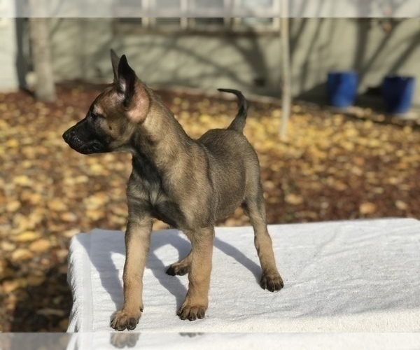 Medium Photo #2 Belgian Malinois Puppy For Sale in VACAVILLE, CA, USA