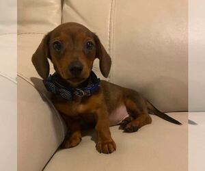 Dachshund Puppy for sale in LOWELL, MA, USA
