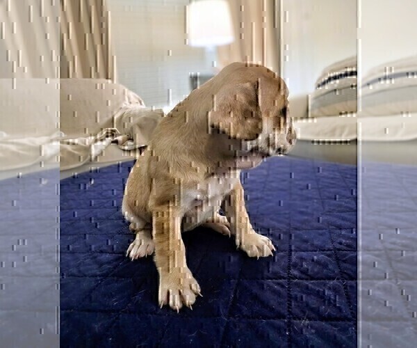 Medium Photo #3 French Bulldog Puppy For Sale in CHINO HILLS, CA, USA