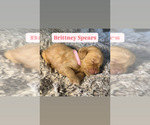 Small #3 Goldendoodle