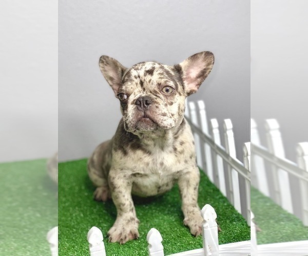 Medium Photo #15 French Bulldog Puppy For Sale in AUSTIN, TX, USA