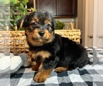 Small Photo #2 Shorkie Tzu Puppy For Sale in INDIANAPOLIS, IN, USA
