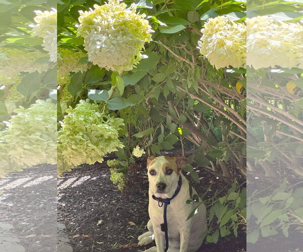 Medium Photo #21 Mutt Puppy For Sale in Boonton, NJ, USA
