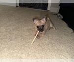 Small #10 Mal-Shi-YorkiePoo Mix