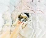 Small #1 Shih-Poo