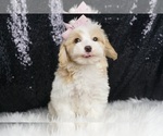 Puppy Rose F1 Coton de Tulear