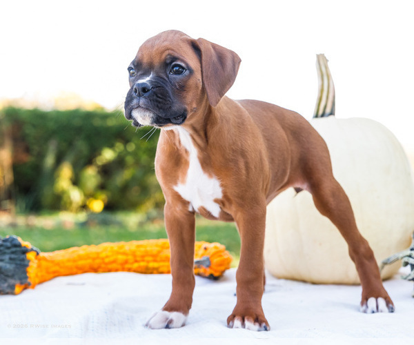 Medium Photo #60 Boxer Puppy For Sale in WAKARUSA, IN, USA