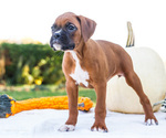 Small Photo #60 Boxer Puppy For Sale in WAKARUSA, IN, USA