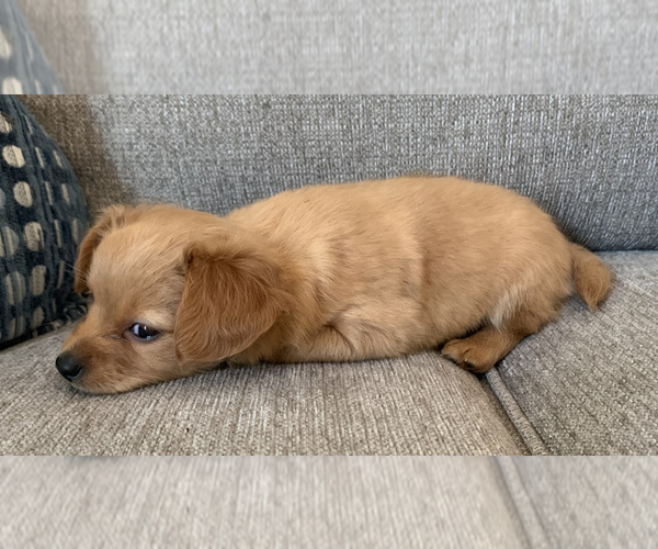 Medium Photo #1 Chiweenie Puppy For Sale in CLOVER, SC, USA