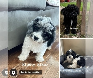 Cavapoo Litter for sale in GILBERTSVILLE, PA, USA