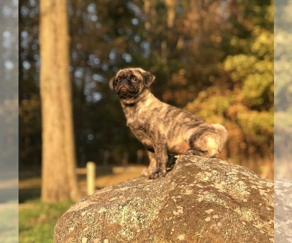 Medium Photo #14 Pug Puppy For Sale in CANTON, CT, USA