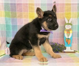 German Shepherd Dog Puppy for sale in LANCASTER, PA, USA