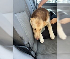 Siberian Husky-Unknown Mix Dogs for adoption in Stockton, CA, USA