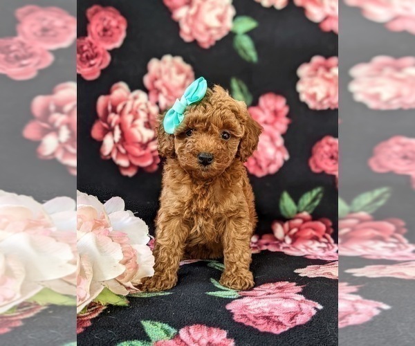 Medium Photo #3 Poodle (Miniature) Puppy For Sale in OXFORD, PA, USA