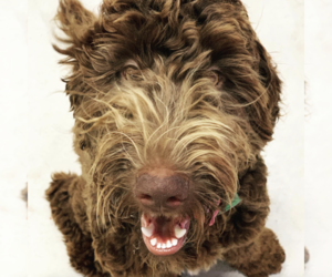 Mother of the Goldendoodle puppies born on 10/09/2024