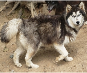 Siberian Husky Puppy for sale in SANDY HOOK, KY, USA