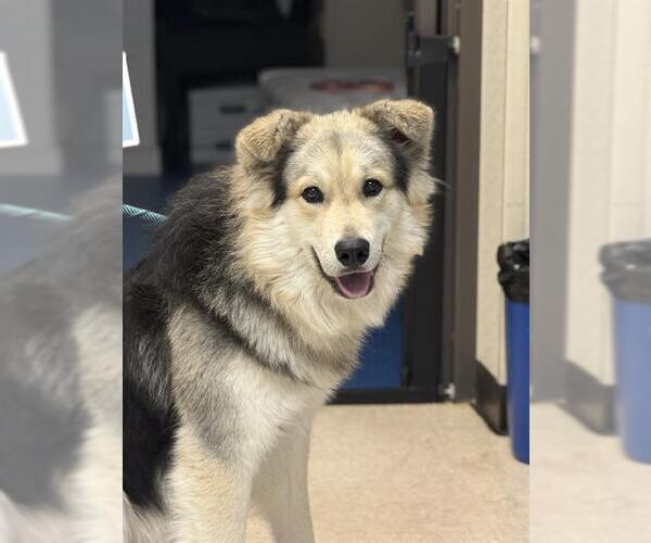 Medium Photo #1 German Shepherd Dog-Great Pyrenees Mix Puppy For Sale in Sugar Land, TX, USA