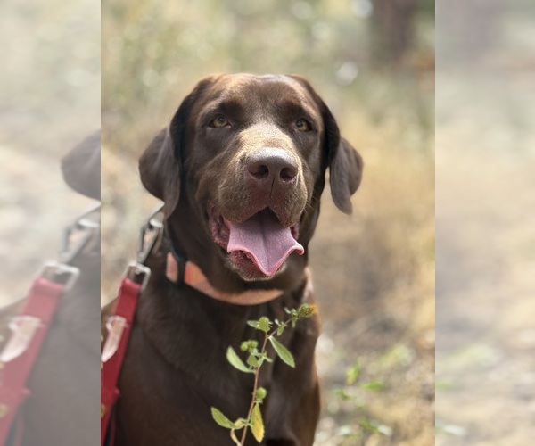 Medium Photo #1 Labrador Retriever Puppy For Sale in THORNTON, CO, USA