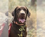 Small Photo #1 Labrador Retriever Puppy For Sale in THORNTON, CO, USA