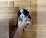 Small Photo #2 Bernese Mountain Dog Puppy For Sale in ARGONNE, WI, USA