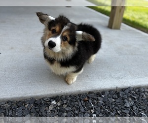 Pembroke Welsh Corgi Puppy for sale in COBLESKILL, NY, USA