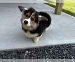 Small Pembroke Welsh Corgi