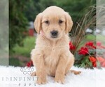 Small Photo #1 Golden Retriever Puppy For Sale in NEWPORT, PA, USA