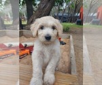 Puppy Coral Bordoodle
