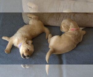 Golden Retriever Puppy for sale in BYRON, CA, USA