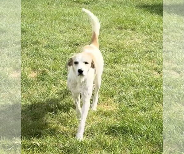 Medium Photo #2 English Setter-Great Pyrenees Mix Puppy For Sale in Plainfield, IL, USA