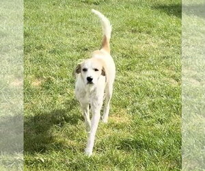 Gus - Male English Setter-Great Pyrenees Mix Dog for Adoption - Photo #2