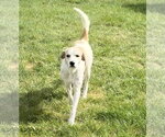 Small Photo #2 English Setter-Great Pyrenees Mix Puppy For Sale in Plainfield, IL, USA