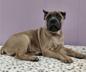 Cane Corso Puppy for sale in NASHVILLE, TN, USA